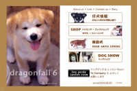 犬の専門店 dragonfall 6
